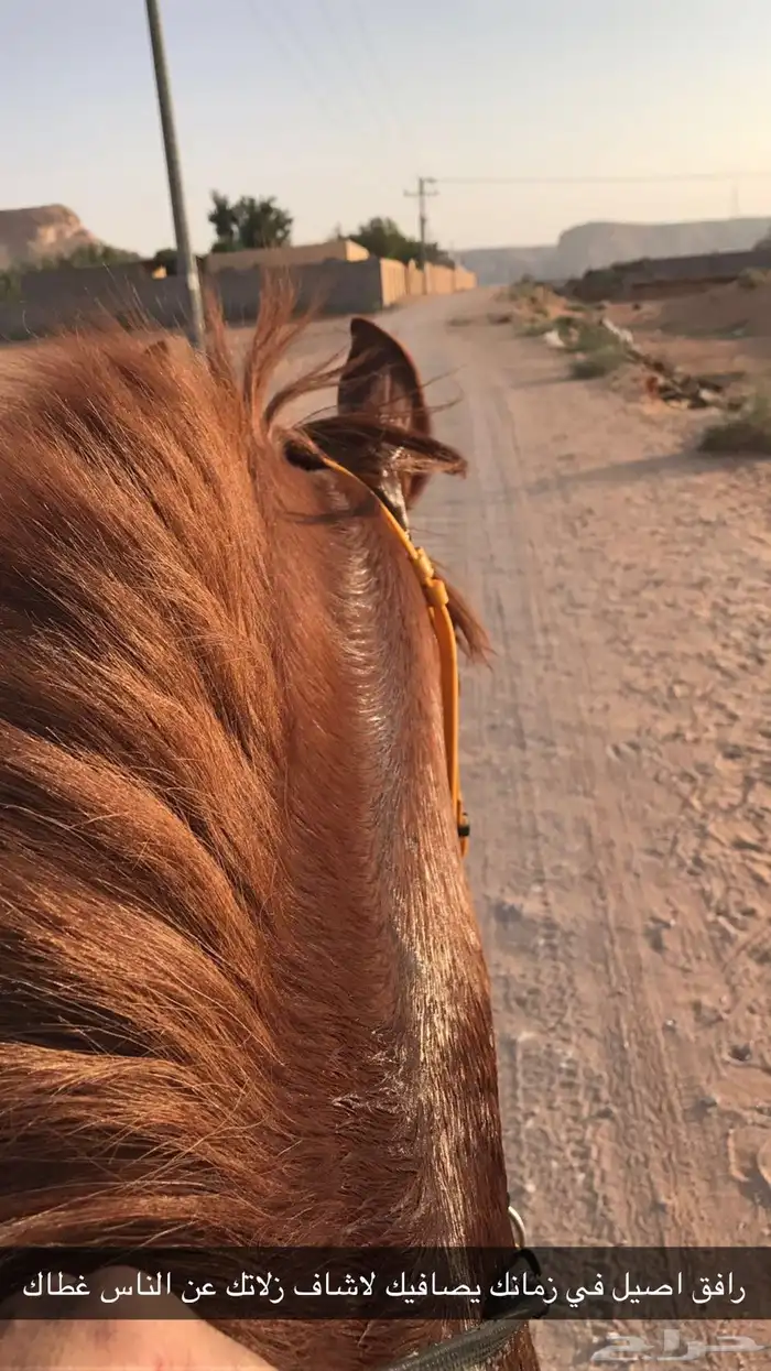 ركوب خيل ورحلات خارجيه 0