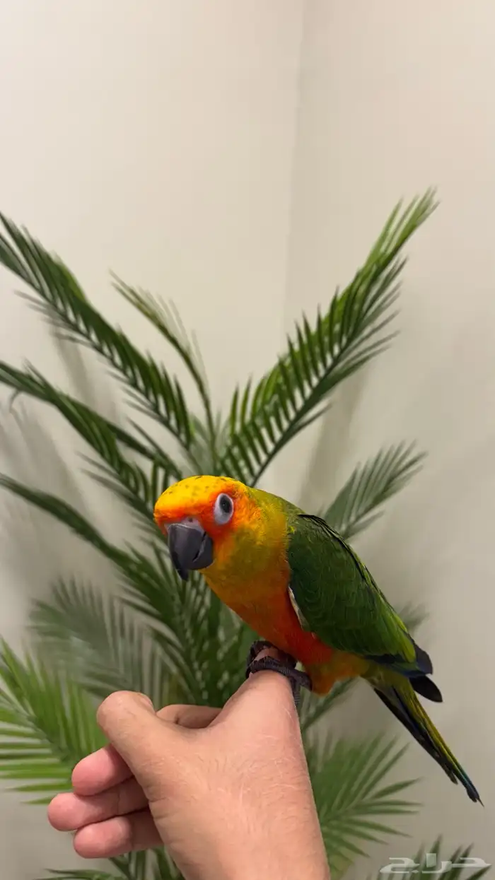 فرخ صن كنيور صبغه قويه هدد (تم البيع ) 1