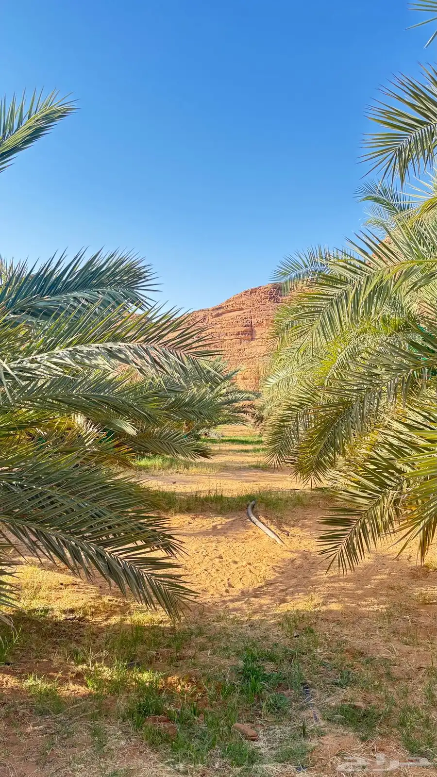 تمر للبيع 6