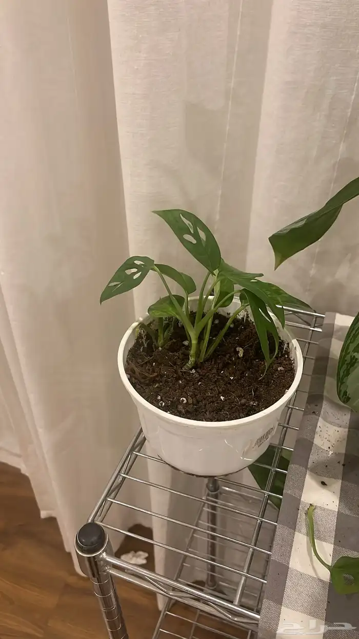 نبتات داخليه بوتس جلد نمر مونستيرا 3