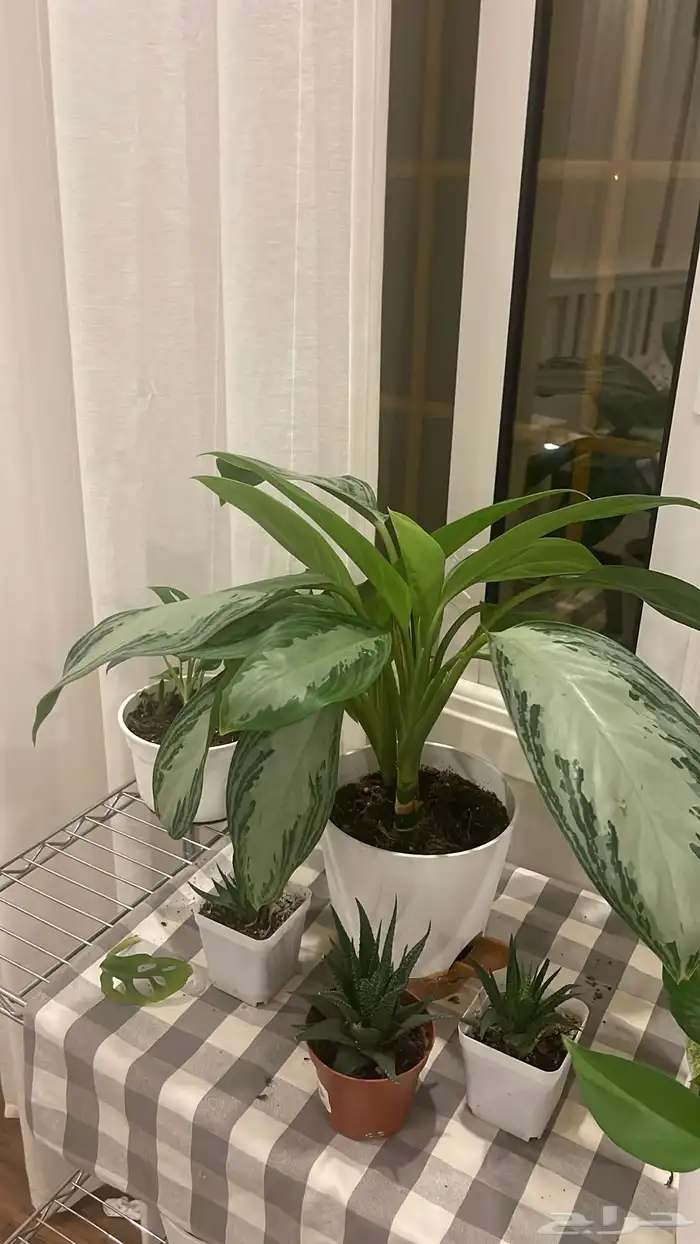 نبتات داخليه بوتس جلد نمر مونستيرا 0