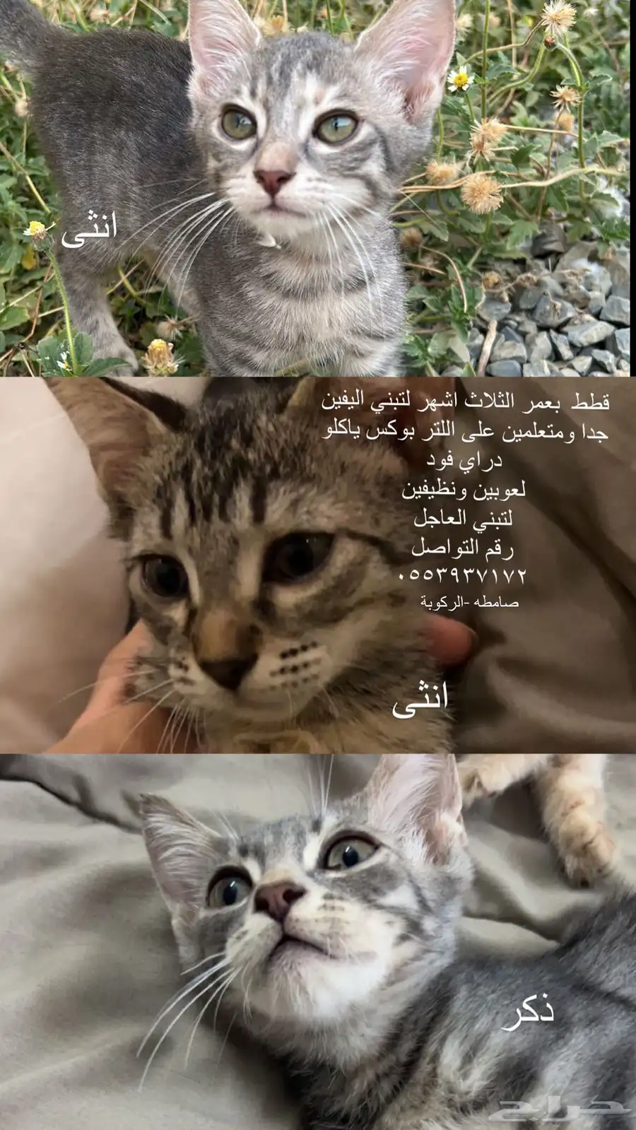 قطط لتبني 0