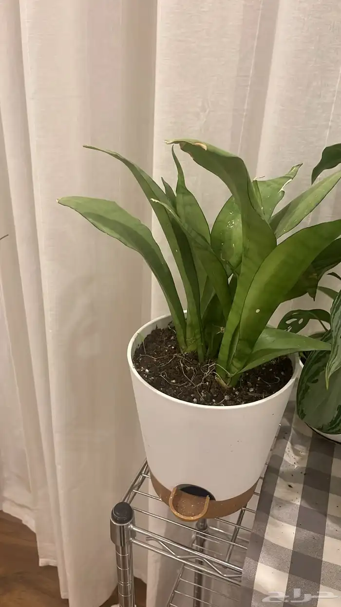 نبتات داخليه بوتس جلد نمر مونستيرا 1