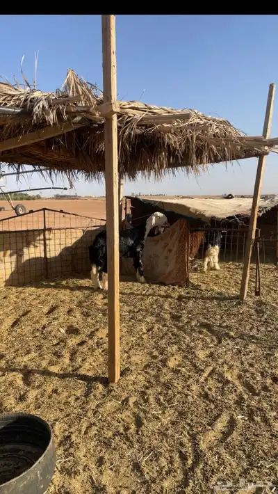فحل نجدي صنف 1