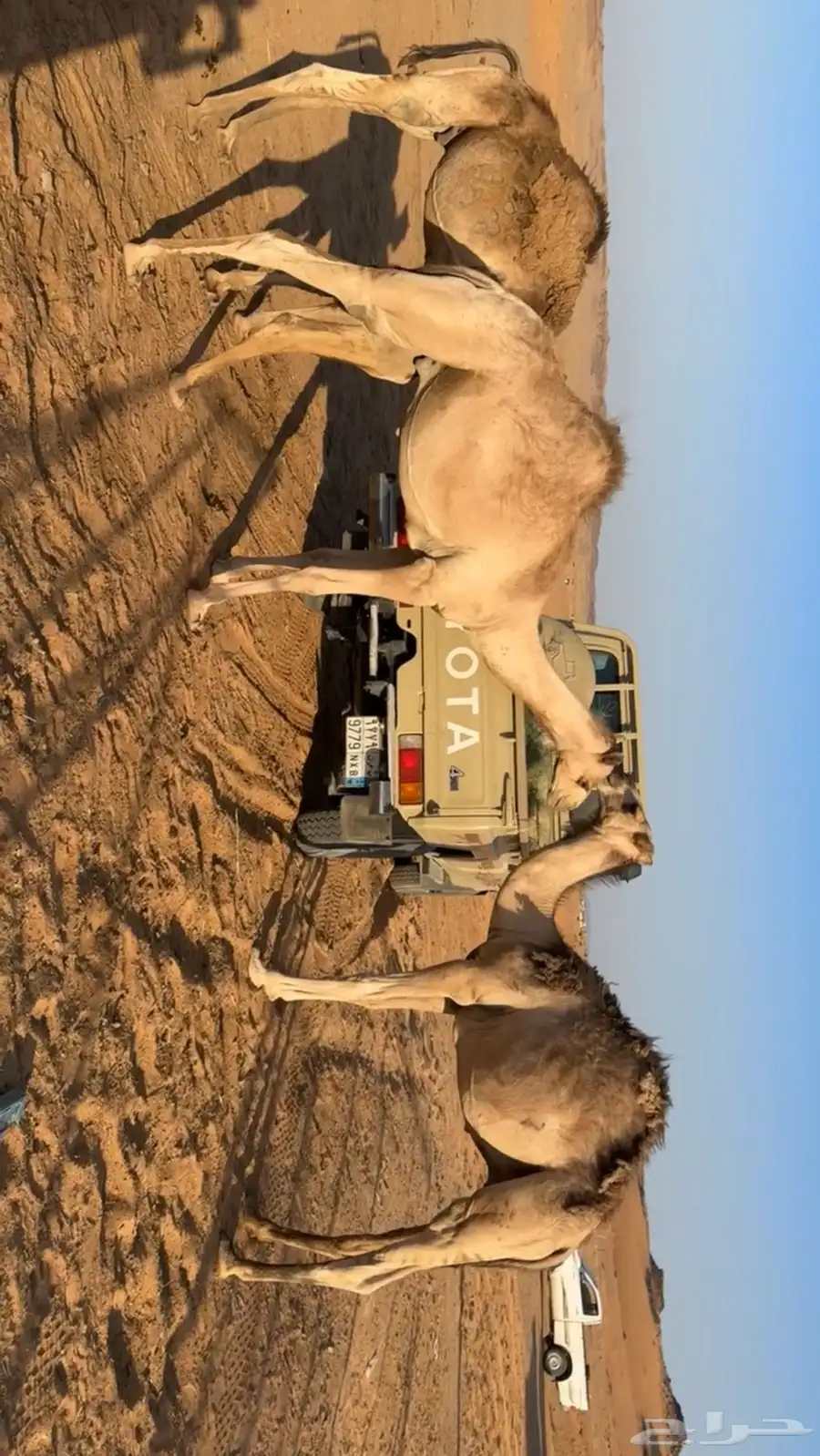 السلام عليكم ورحمة عندي 3 قعدان خواوير شحم شرط 4