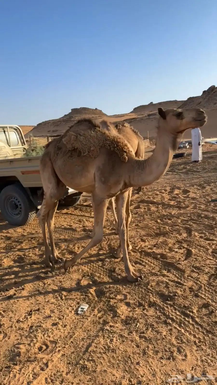 السلام عليكم ورحمة عندي 3 قعدان خواوير شحم شرط 5