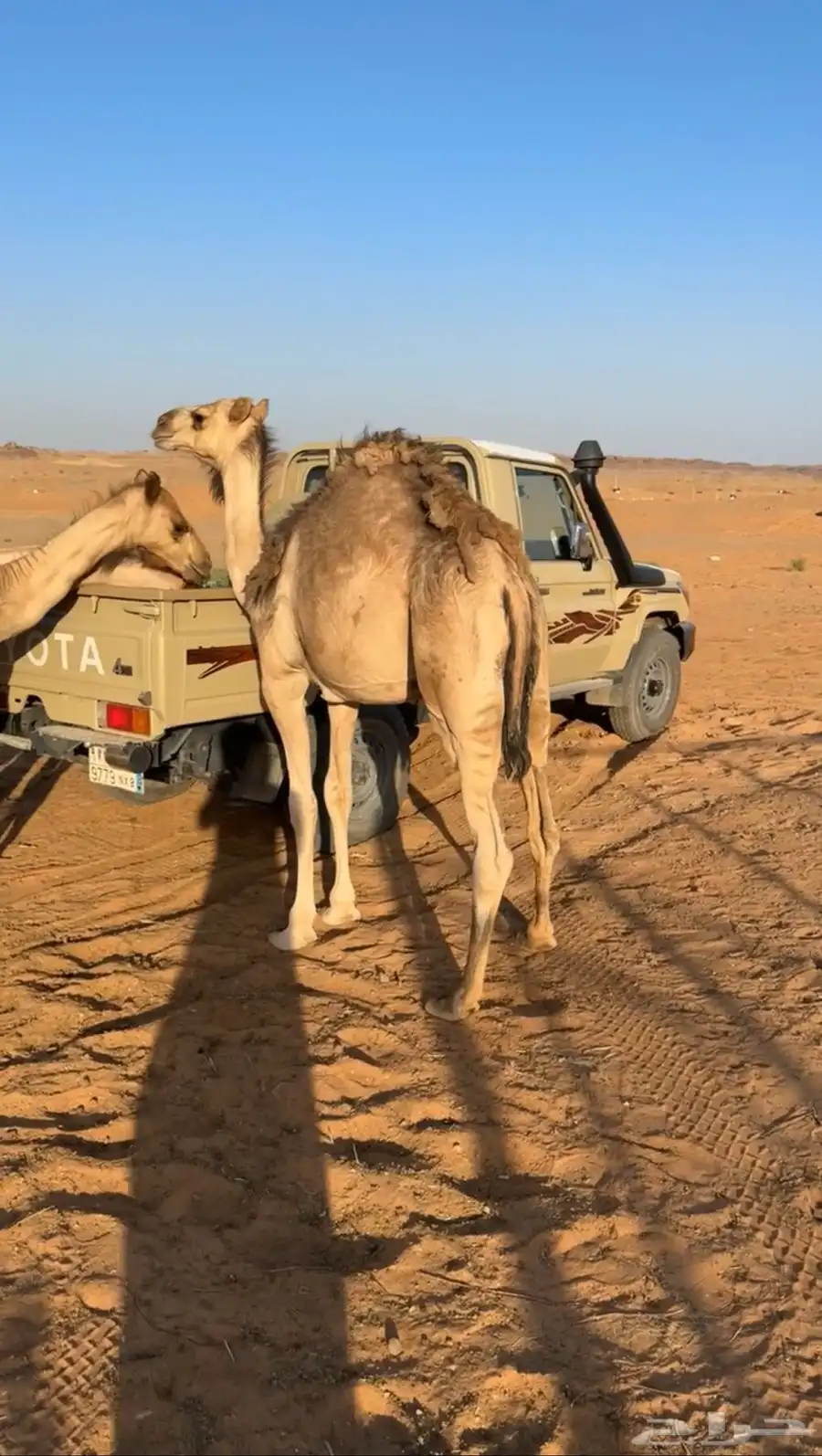 السلام عليكم ورحمة عندي 3 قعدان خواوير شحم شرط 2