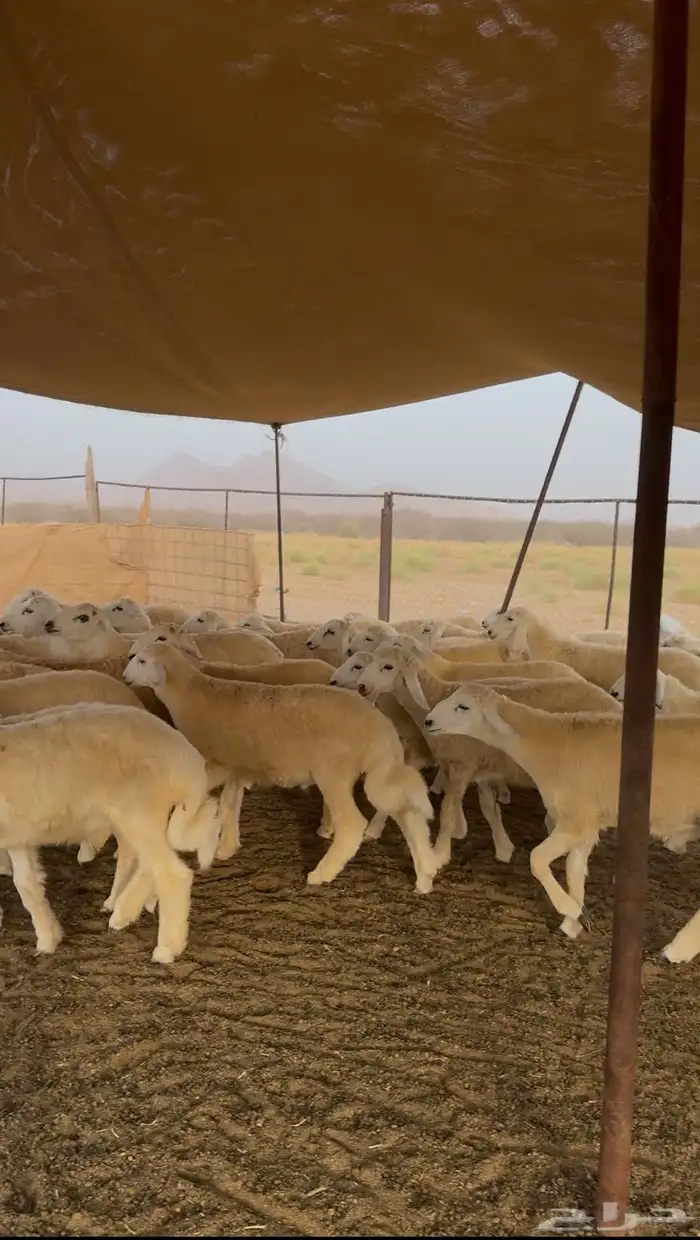 طليان حري ذبايح 43 راس للبيع 8