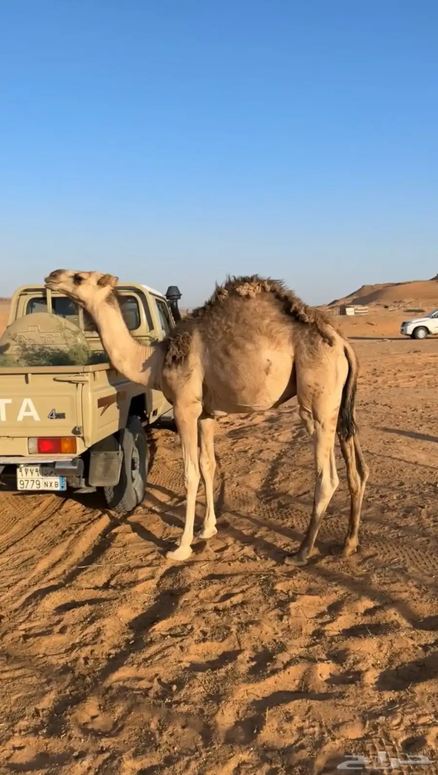 السلام عليكم ورحمة عندي 3 قعدان خواوير شحم شرط 3
