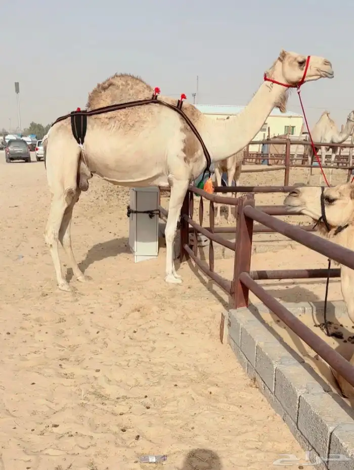 خلفه تحتها بكره على مرفوق 0