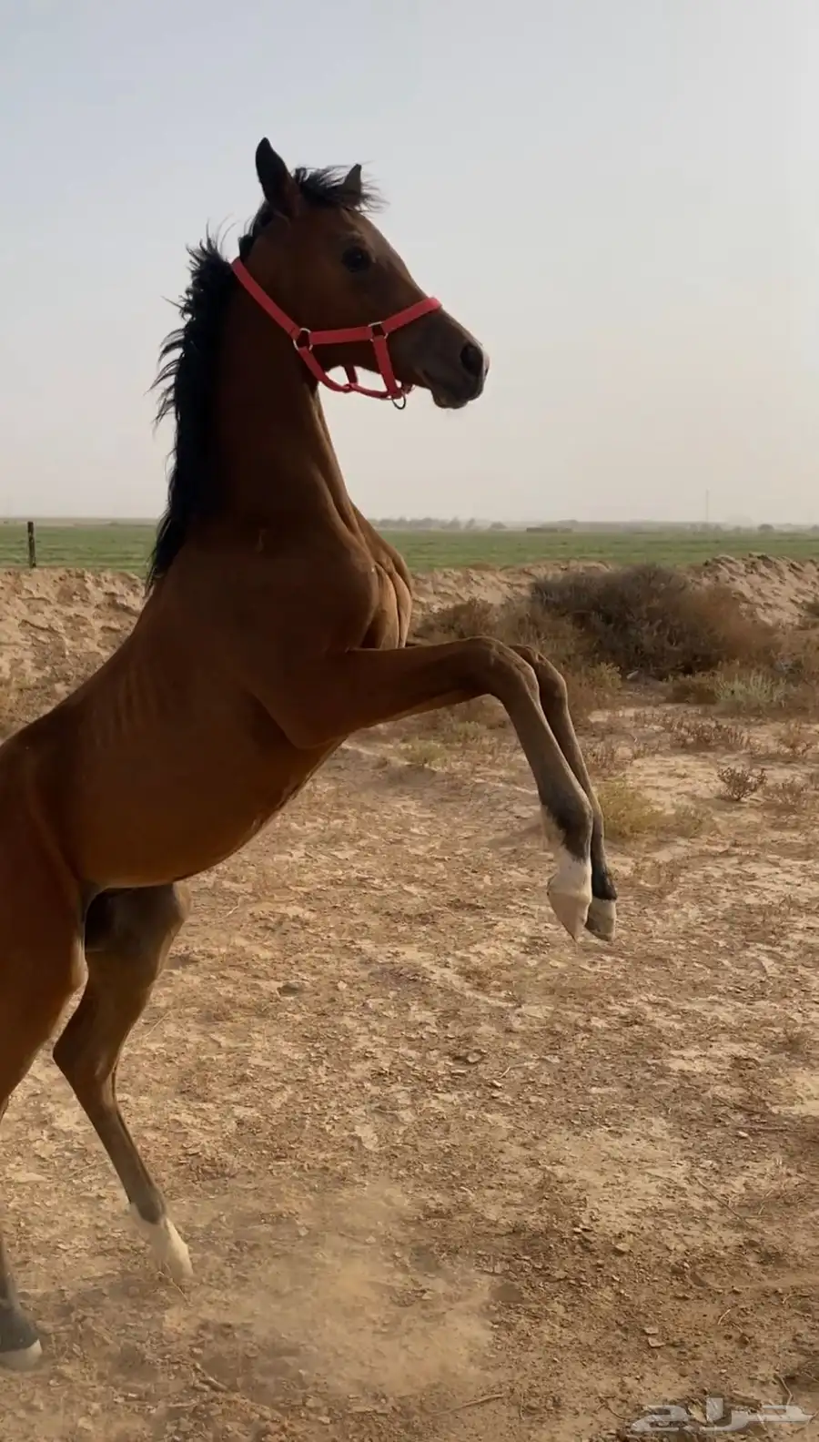 مهر شعبي 1