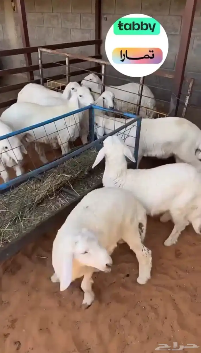 بيع خرفان اغنام كاش وتابي وتمارا 4