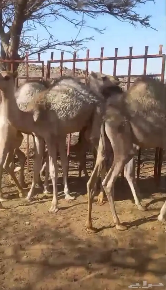 حشوان لبانيات 2