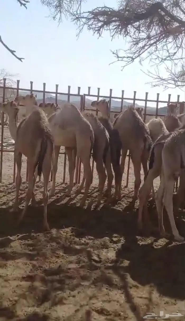 حشوان لبانيات 0