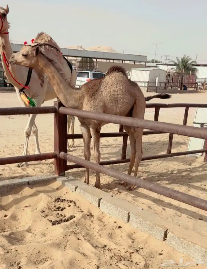 خلفه تحتها بكره على مرفوق 1