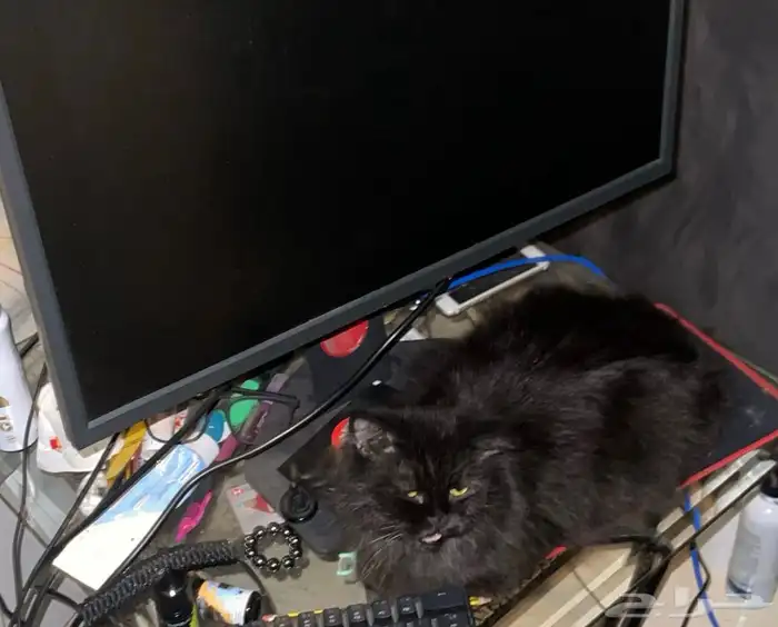 للتبني والدة شيرازية أرملة مع طفلها 2