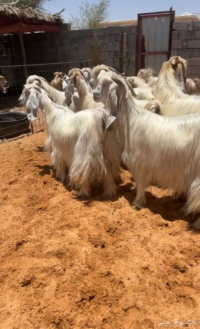 مراح معزاء عوارض كريميات وبيض نوادر تم البيع 2