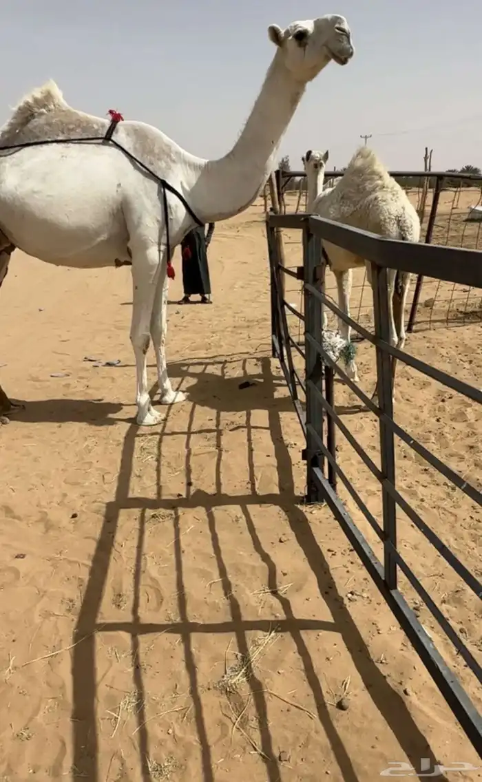 خلفه وضحا رمانيه 1