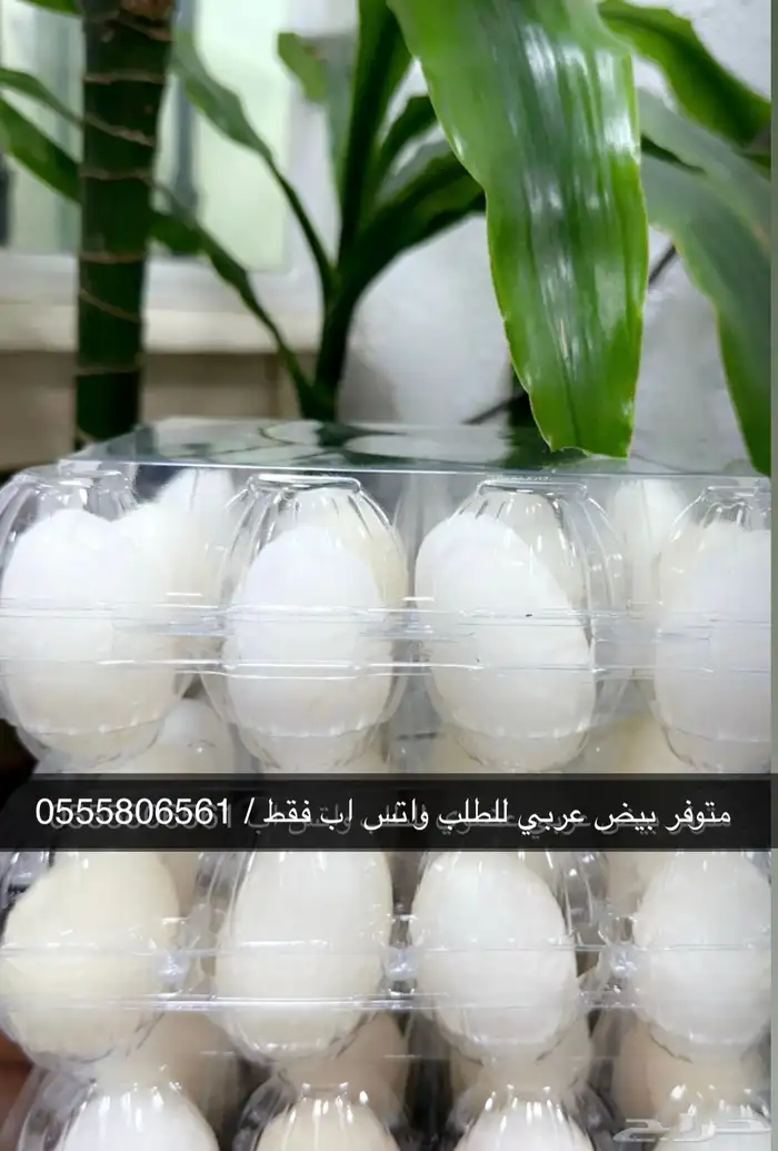 بيض بلدي 0