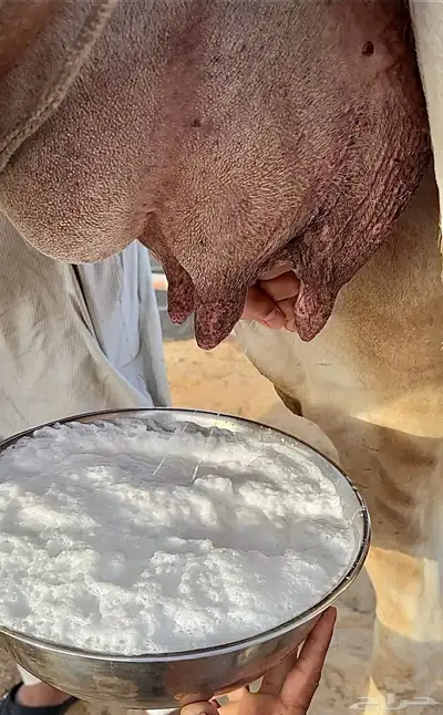 خلفه. وضحا. هديه. تحتها بكره 0