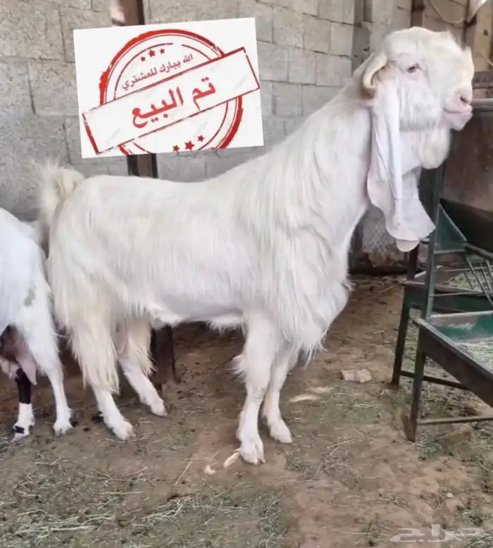 فحل ابيض تيس مطور مشروك فاخر خصم 1