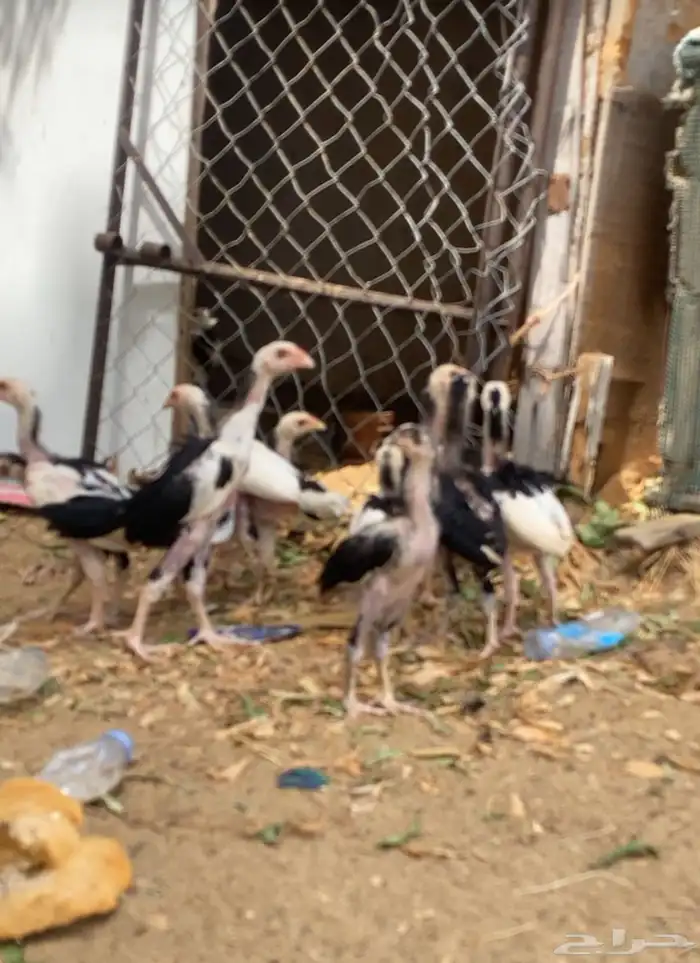 فروخ سندي بيور فواخر 0