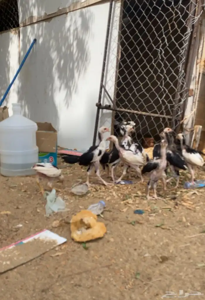 فروخ سندي بيور فواخر 1