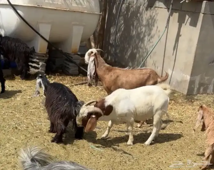 فحل بورقوت ثني بيور 3