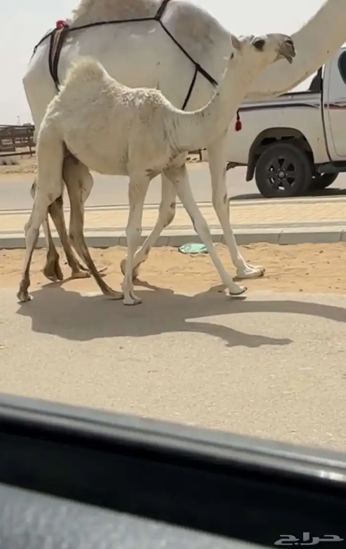 خلفه وضحا رمانيه 2