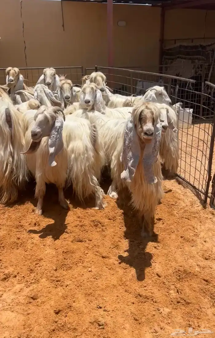 مراح معزاء عوارض كريميات وبيض نوادر تم البيع 3