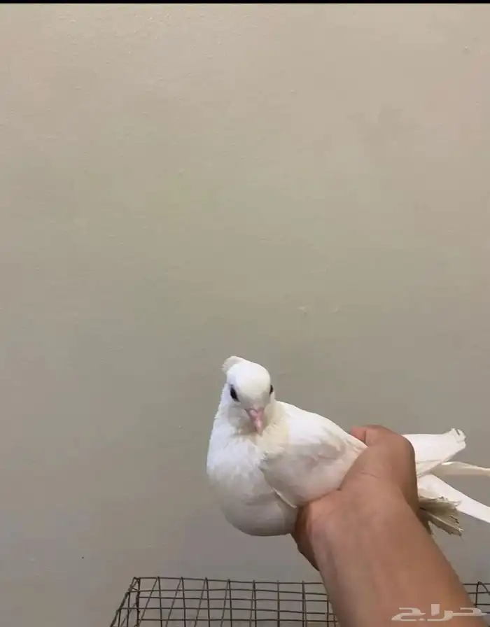 حمام صنعاني 2