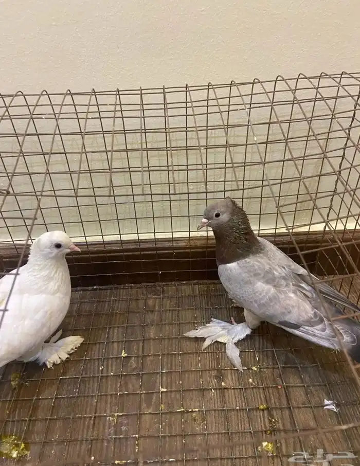 حمام صنعاني 1