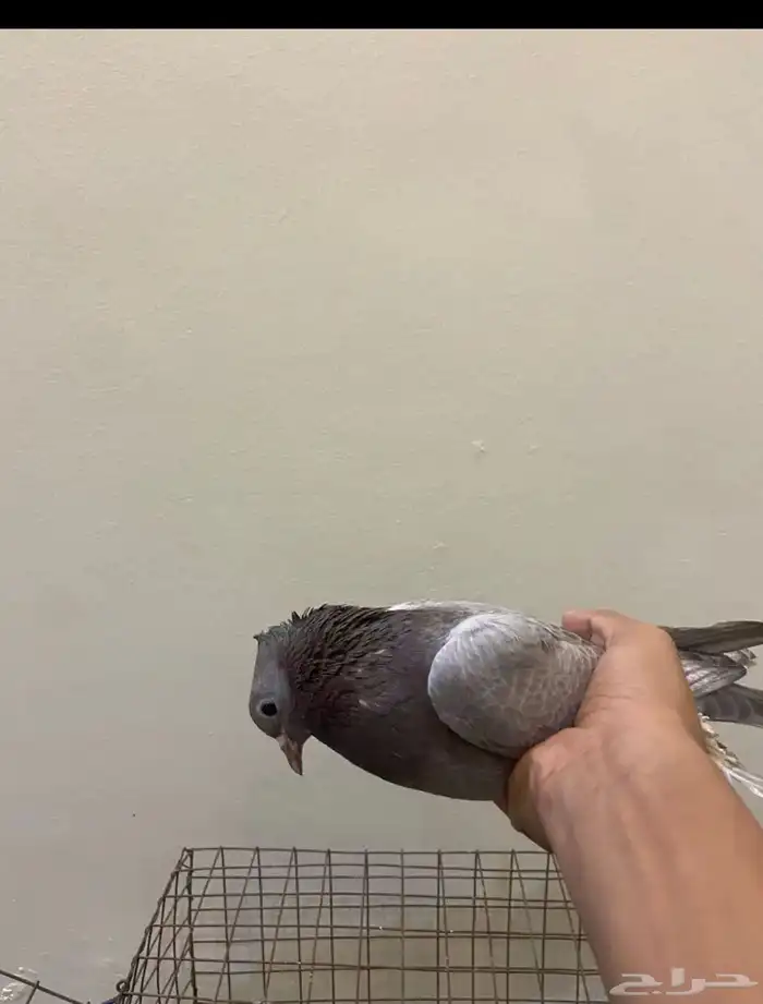 حمام صنعاني 3