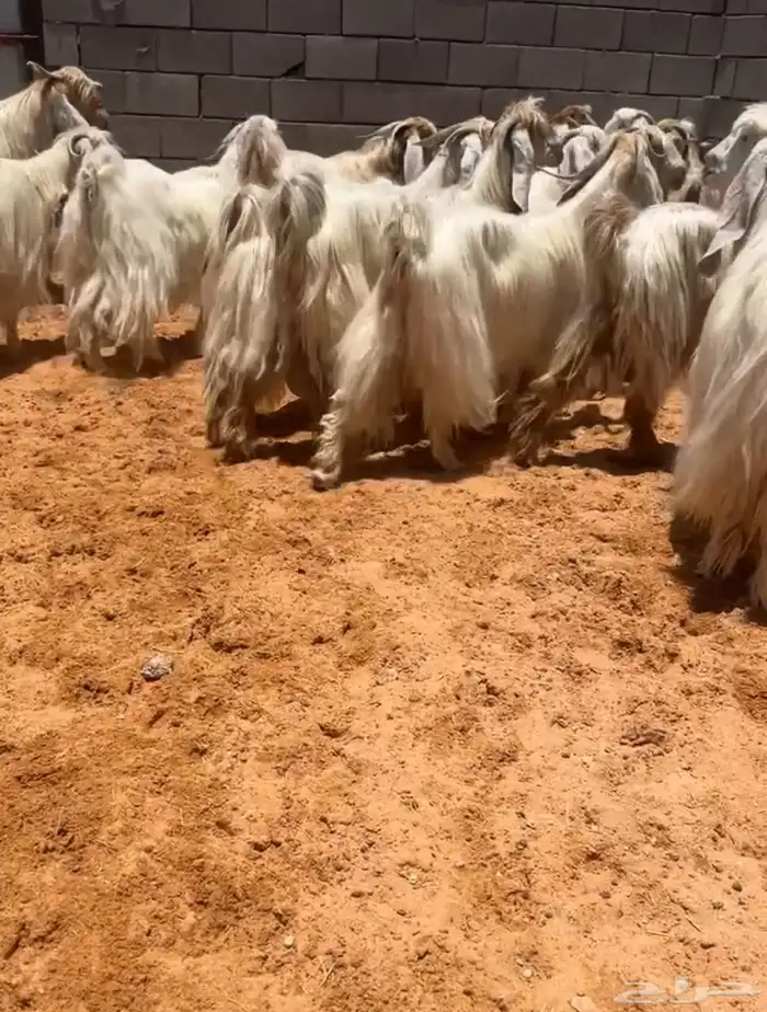 مراح معزاء عوارض كريميات وبيض نوادر تم البيع 0