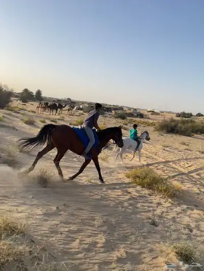 خيل حصان فرس ركوب خيل في بر الجبيل index