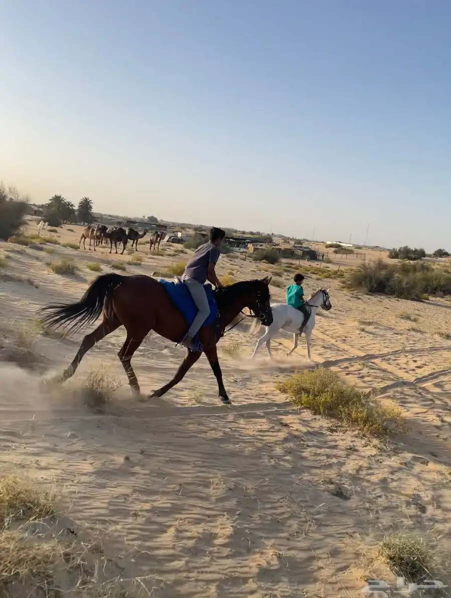 خيل حصان فرس ركوب خيل في بر الجبيل 4