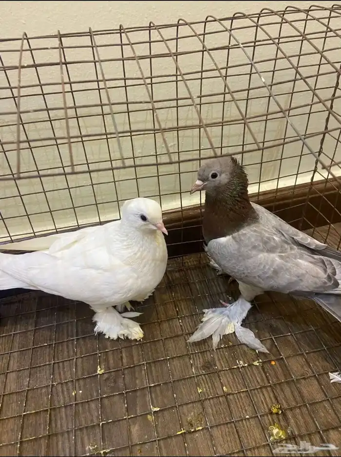 حمام صنعاني 0