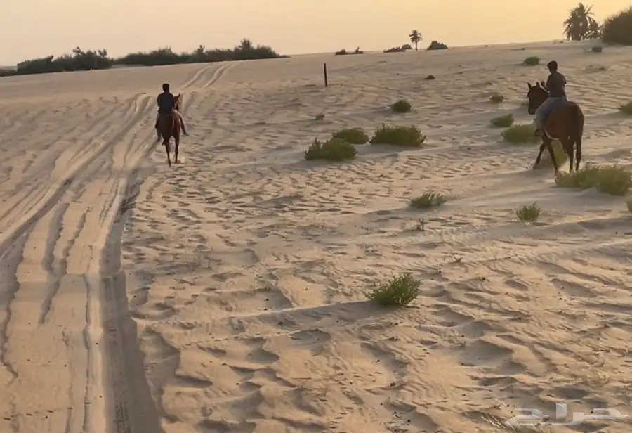 خيل حصان فرس ركوب خيل في بر الجبيل 5