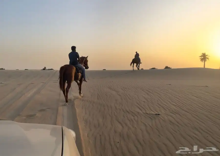 خيل حصان فرس ركوب خيل في بر الجبيل 9