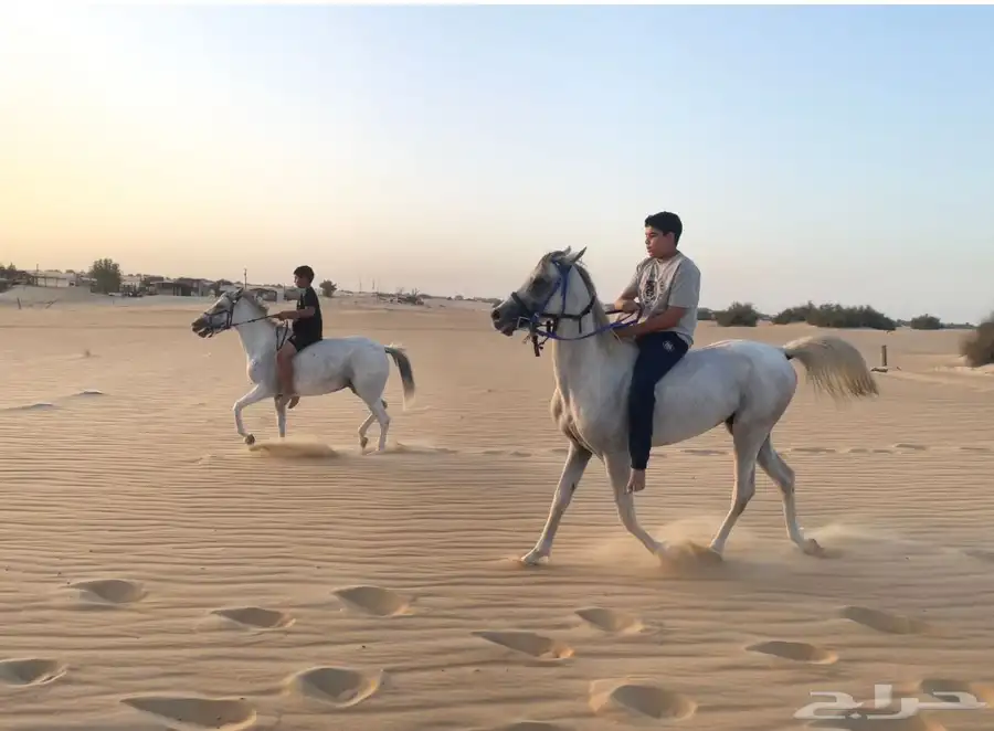 خيل حصان فرس ركوب خيل في بر الجبيل 15