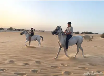 خيل حصان فرس ركوب خيل في بر الجبيل index