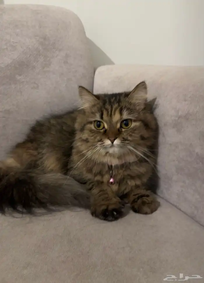 قطة شيرازي للتبني 0