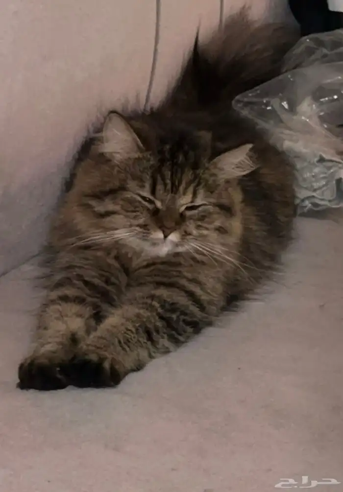 قطة شيرازي للتبني 1