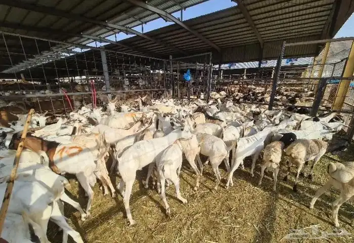 طليان بربري - تيوس صومالية - اسعار منافسه - 355 0