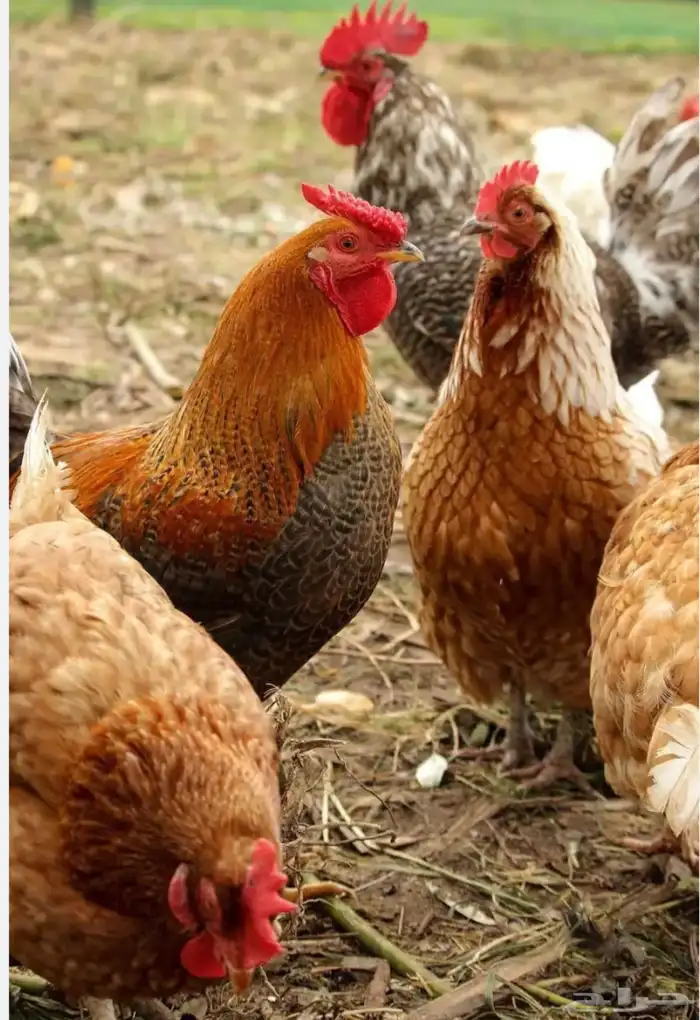 مطلوب دجاج بياض العمر 7شهور 0