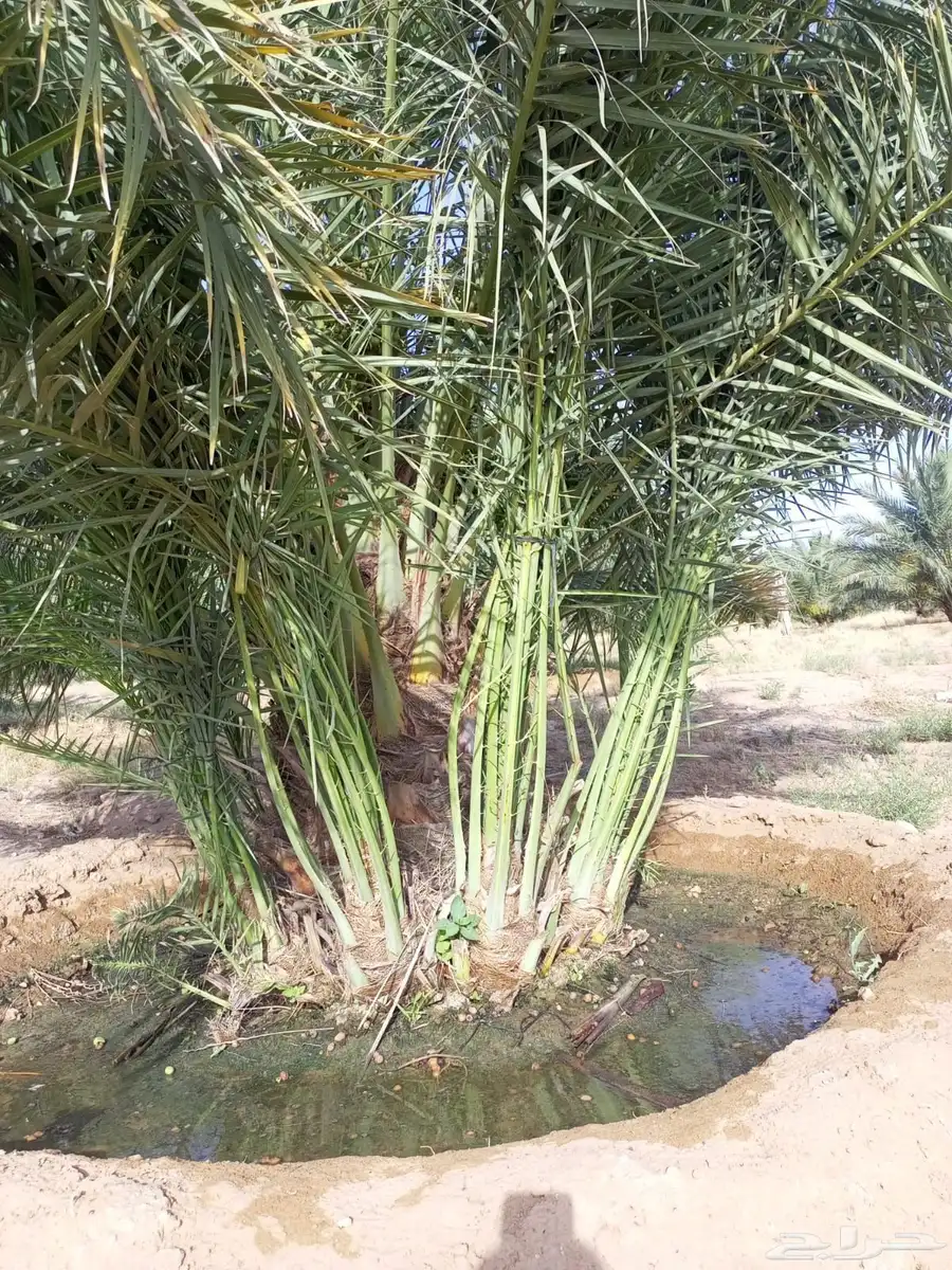 فسائل نخل للبيع جميع الأنواع 3