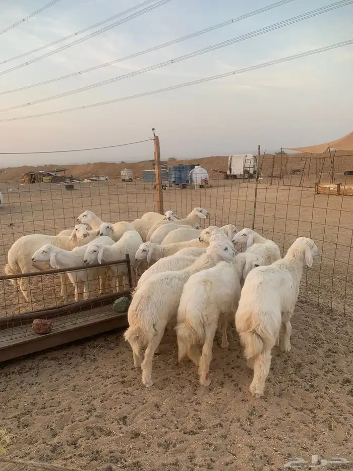 ذبايح ذبائح حري للبيع مع خدمه الصلخ والتوصيل 7