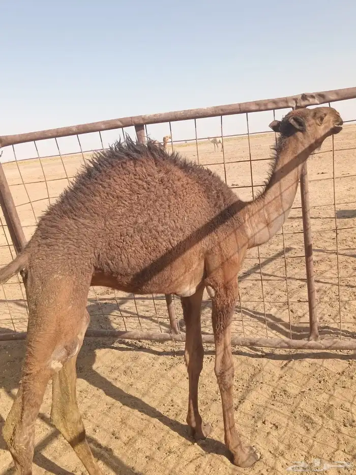 قعود العمر شهرين ونصف 0