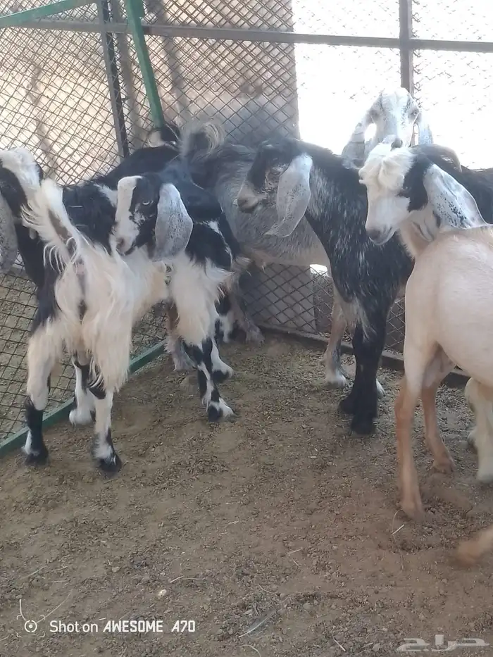 تيوس نظيفه وبريه وفل شحم 3