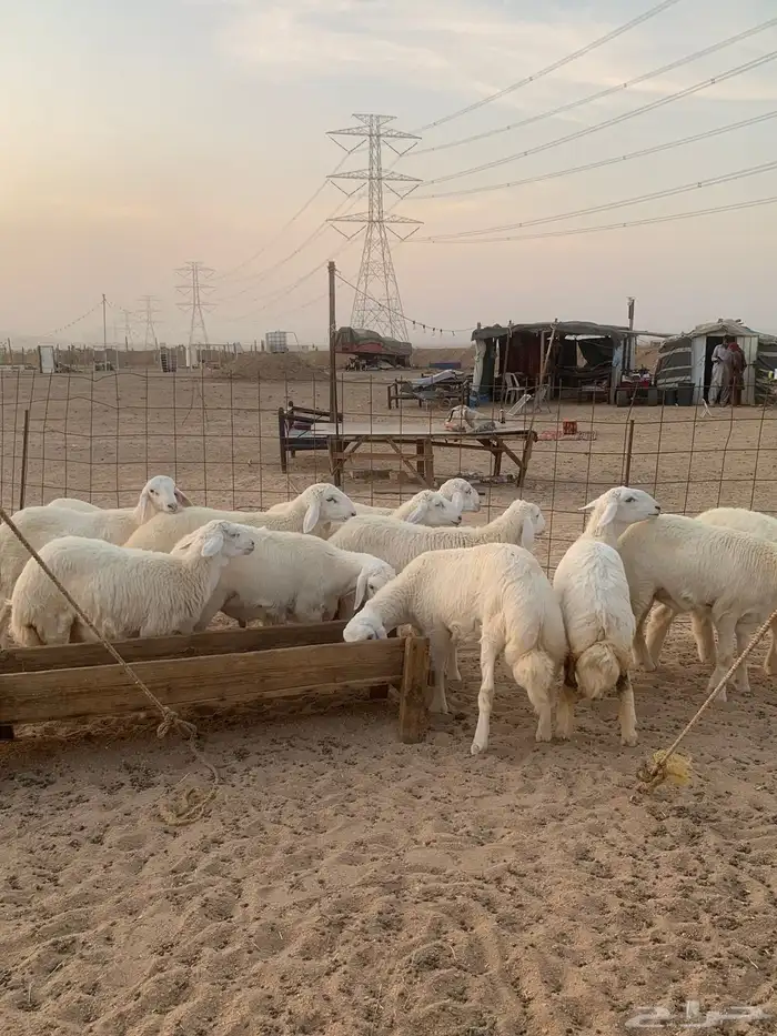 ذبايح ذبائح حري للبيع مع خدمه الصلخ والتوصيل 5